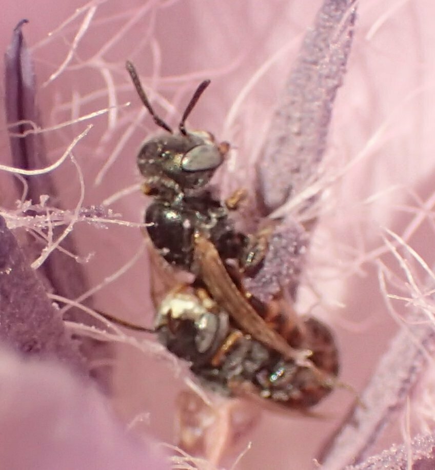 High Resolution Perdita californica Animal